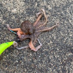 今年はいい感じ♪