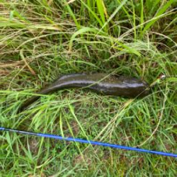 ナマズ釣り