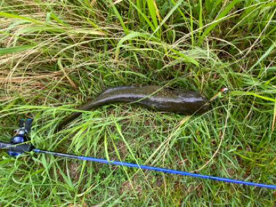 ナマズ釣り