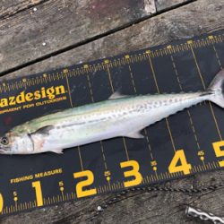 初めての筏でショアジギング