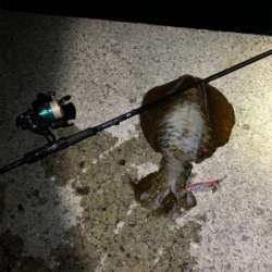 雨天エギング。