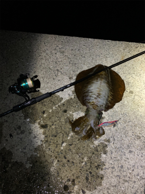 雨天エギング。