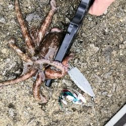 雨上がりのタコ