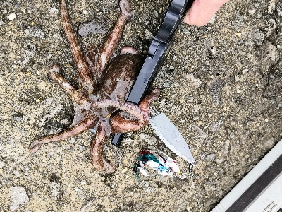 雨上がりのタコ