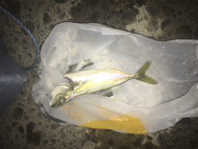 小鯖泳がせでツバス