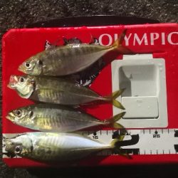 アジング練習 151