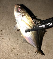 アジングナイト