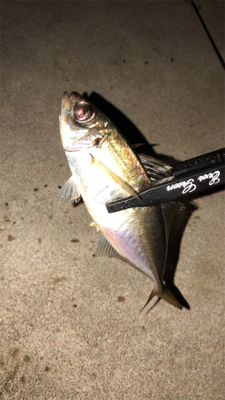 アジングナイト