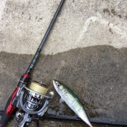 サバが沸いとる