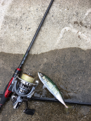 サバが沸いとる