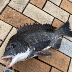 今朝はしぶしぶエビ撒き