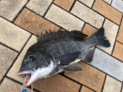 今朝はしぶしぶエビ撒き