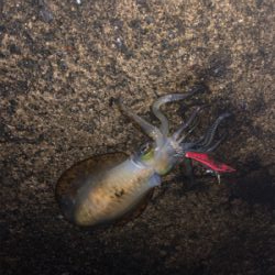 雨上がりの釣行