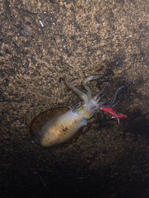 雨上がりの釣行