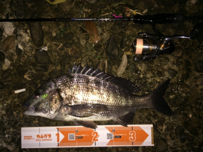 プラグなんでも釣れますね