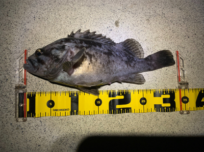 初夏のナイトロック