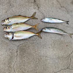 メバリングにて