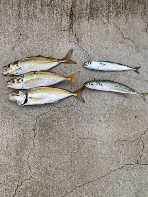 メバリングにて