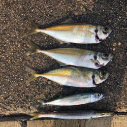 ジグパラマイクロ好調でした