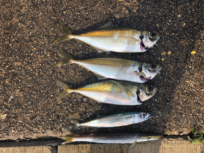 ジグパラマイクロ好調でした