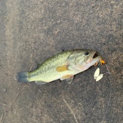 大雨後の増水時に！