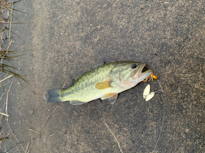 大雨後の増水時に！