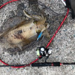 北風4mの中でのエギング！