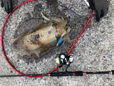 北風4mの中でのエギング！