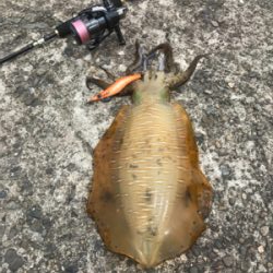 ダメもとエギング❗️