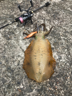 ダメもとエギング❗þ…