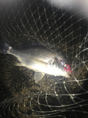 嬉しい淀川での初キビレ