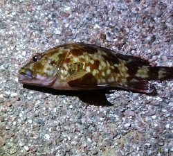 ヘチ釣りでカサゴ＆アナゴ