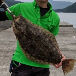 初ヒラメ、初座布団