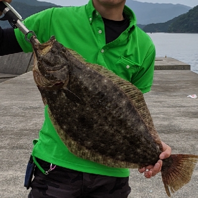 初ヒラメ、初座布団