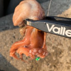 仕事帰りのタコ爆