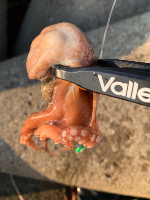 仕事帰りのタコ爆