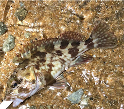 ハードガシラゲーム