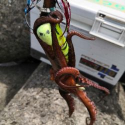 活性低めでした