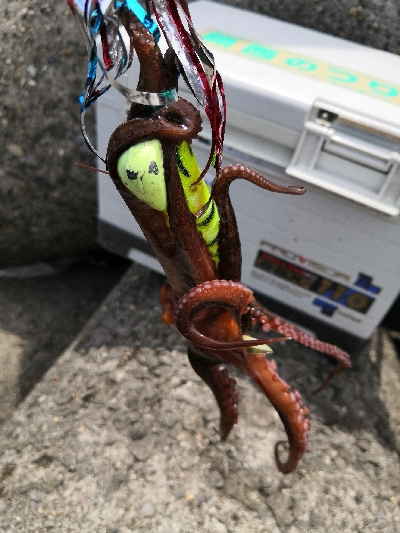 活性低めでした