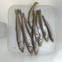 キス釣り6目達成