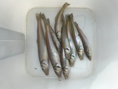 キス釣り6目達成