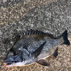 今朝はチヌの活性が高い