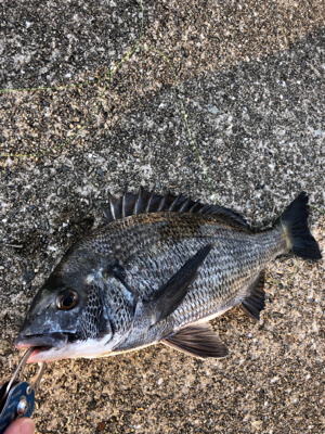 今朝はチヌの活性が高い
