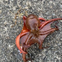 初タコ、何とか一杯^ ^♫