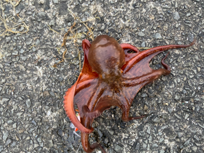 初タコ、何とか一杯^ ^♫