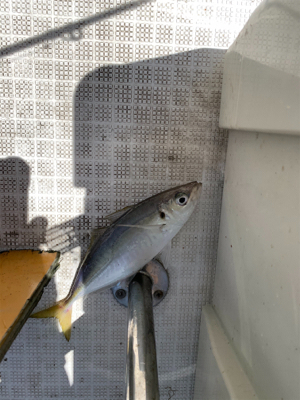 マイボートでサビキ＆キス釣り