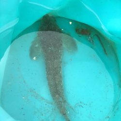 久々のキス釣り