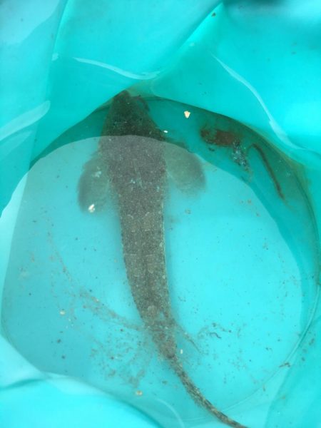 久々のキス釣り