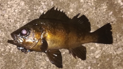 メバリング2010〜2153