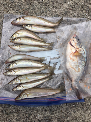 ウキフカセと投げ釣り